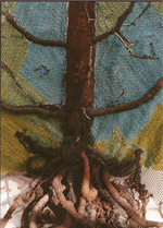 Árbol