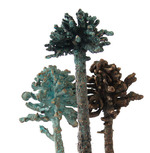 ARAUCARIA