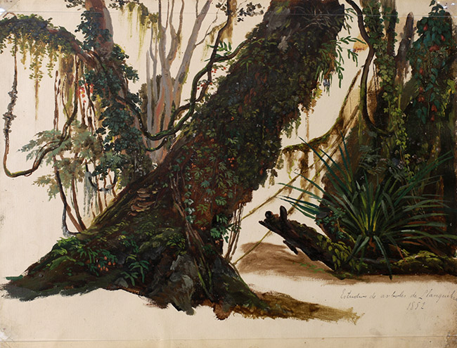 ESTUDIO DE ÁRBOLES DE LLANQUIHUE, 1852 ESTUDIO DE ÁRBOLES DE LLANQUIHUE, 1852